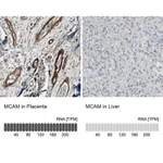 Merck Anti-MCAM antibody produced in rabbit