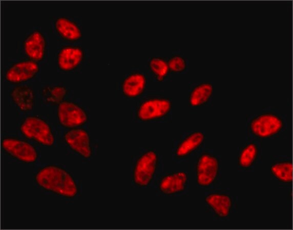 Merck Anti-SFPQ antibody, Mouse monoclonal