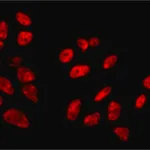 Merck Anti-SFPQ antibody, Mouse monoclonal