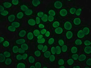 Merck ANTI-HUMAN IGG (FAB SPECIFIC) FITC     &