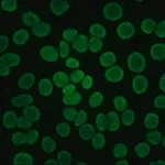 Merck ANTI-HUMAN IGG (FAB SPECIFIC) FITC &