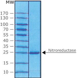 Merck NITROREDUCTASE FROM ESCHERICHIA COLI