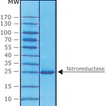Merck NITROREDUCTASE FROM ESCHERICHIA COLI