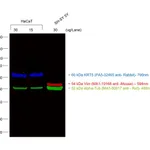 Thermo Fisher Scientific Goat anti-Rabbit IgG (H+L) Cross-Adsorbed Secondary Antibody, Alexa Fluor 790