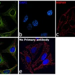 Thermo Fisher Scientific Rabbit anti-Mouse IgG Recombinant Secondary Antibody, Alexa Fluor Plus 488