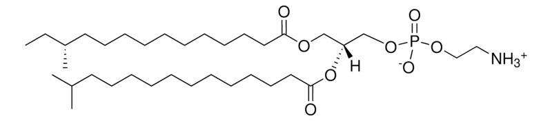 Merck a15:0-i15:0 PE