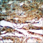 Merck Anti-phospho-Smad3 (pSer204) antibody produced in rabbit
