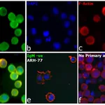 Thermo Fisher Scientific Mouse anti-Human IgM (Heavy chain) Secondary Antibody