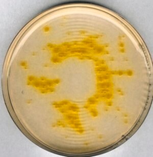 Merck Cetrimide AgarNutriSelect Plus