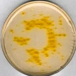 Merck Cetrimide AgarNutriSelect Plus