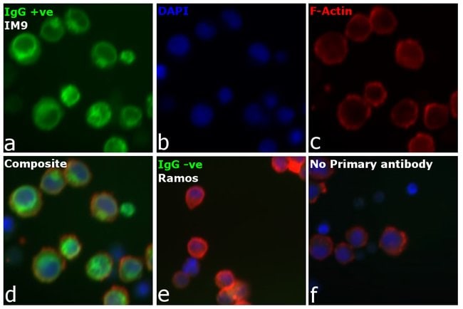 Thermo Fisher Scientific F(ab`)2-Goat anti-Human IgG (H+L) Secondary Antibody