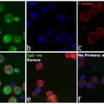 Thermo Fisher Scientific F(ab`)2-Goat anti-Human IgG (H+L) Secondary Antibody