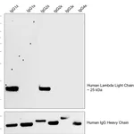 Thermo Fisher Scientific Mouse anti-Human Lambda Light Chain Secondary Antibody
