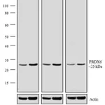 Thermo Fisher Scientific Goat anti-Rabbit IgG (H+L) Highly Cross-Adsorbed Secondary Antibody, Biotin