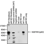 Thermo Fisher Scientific Goat anti-Rabbit IgG F(ab`)2 Secondary Antibody, HRP