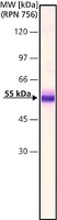 Merck ANTI-FACTOR IX ANTIBODY, MOUSE MONOCLON&