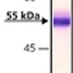 Merck ANTI-FACTOR IX ANTIBODY, MOUSE MONOCLON&