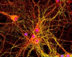 Merck FITC CONJUGATE GOAT ANTI-MOUSE IGG     &