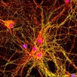 Merck FITC CONJUGATE GOAT ANTI-MOUSE IGG &