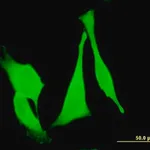 Merck Monoclonal Anti-FZD3 antibody produced in mouse