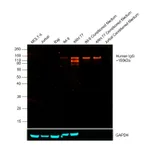 Thermo Fisher Scientific Goat anti-Human IgG Fc Cross-Adsorbed Secondary Antibody, DyLight 550