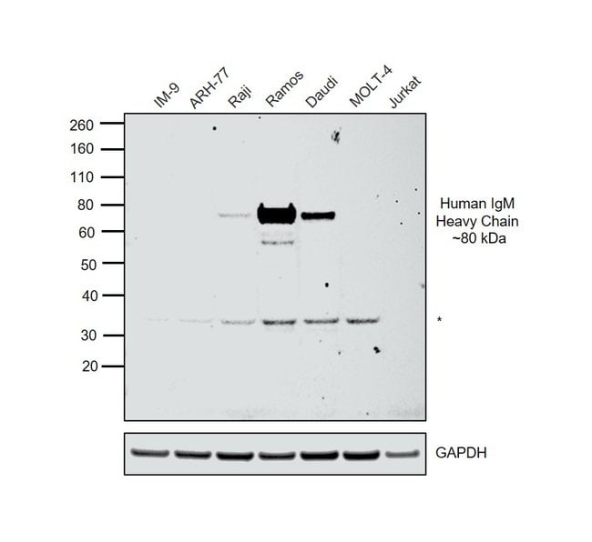 Thermo Fisher Scientific Mouse anti-Human IgM Secondary Antibody