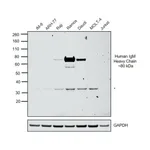 Thermo Fisher Scientific Mouse anti-Human IgM Secondary Antibody