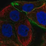 Merck Anti-PDPN antibody produced in rabbit