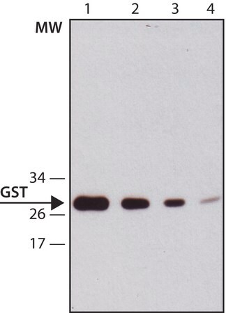 Merck Anti-Glutathione-S-transferase (GST) antibody, Mouse monoclonal