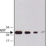 Merck Anti-Glutathione-S-transferase (GST) antibody, Mouse monoclonal