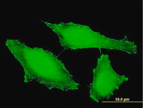 Merck Monoclonal Anti-PTPRE antibody produced in mouse
