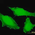 Merck Monoclonal Anti-PTPRE antibody produced in mouse