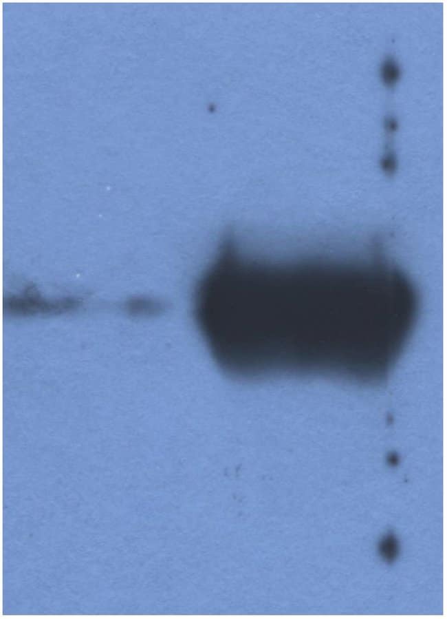 Thermo Fisher Scientific Mouse anti-Bovine Ig (Light chain) Secondary Antibody