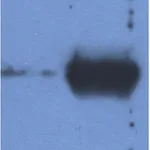 Thermo Fisher Scientific Mouse anti-Bovine Ig (Light chain) Secondary Antibody