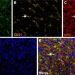 Thermo Fisher Scientific Donkey anti-Sheep IgG (H+L) Cross-Adsorbed Secondary Antibody, Alexa Fluor 555