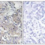 Merck ANTI-COLLAGEN VI ALPHA3