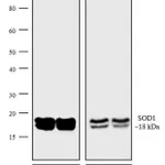 Thermo Fisher Scientific Donkey anti-Mouse IgG (H+L) Secondary Antibody, AP