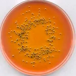 Merck SS-AgarNutriSelect Plus