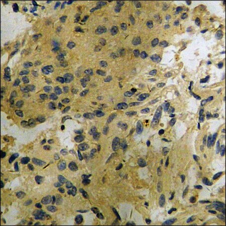 Merck Anti-phospho-CDC25B (pSer353) antibody produced in rabbit