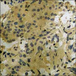 Merck Anti-phospho-CDC25B (pSer353) antibody produced in rabbit