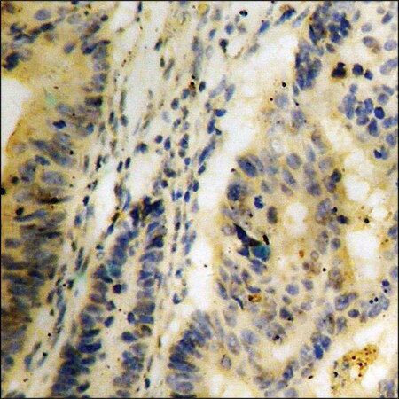 Merck Anti-phospho-Trk C (pTyr516) antibody produced in rabbit