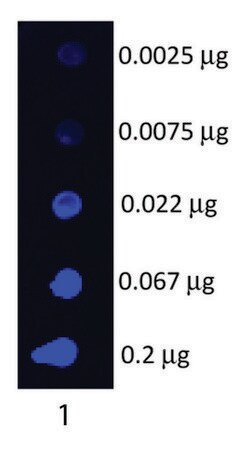 Merck Anti-Swine IgG (H+L)-Fluorescein antibody produced in goat
