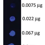 Merck Anti-Swine IgG (H+L)-Fluorescein antibody produced in goat