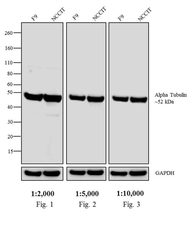 Thermo Fisher Scientific Sheep anti-Rat IgG (H+L) Secondary Antibody, AP