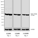 Thermo Fisher Scientific Sheep anti-Rat IgG (H+L) Secondary Antibody, AP