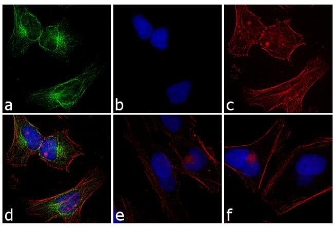 Thermo Fisher Scientific Mouse anti-Rabbit IgG (H+L) Cross-Adsorbed Secondary Antibody, FITC