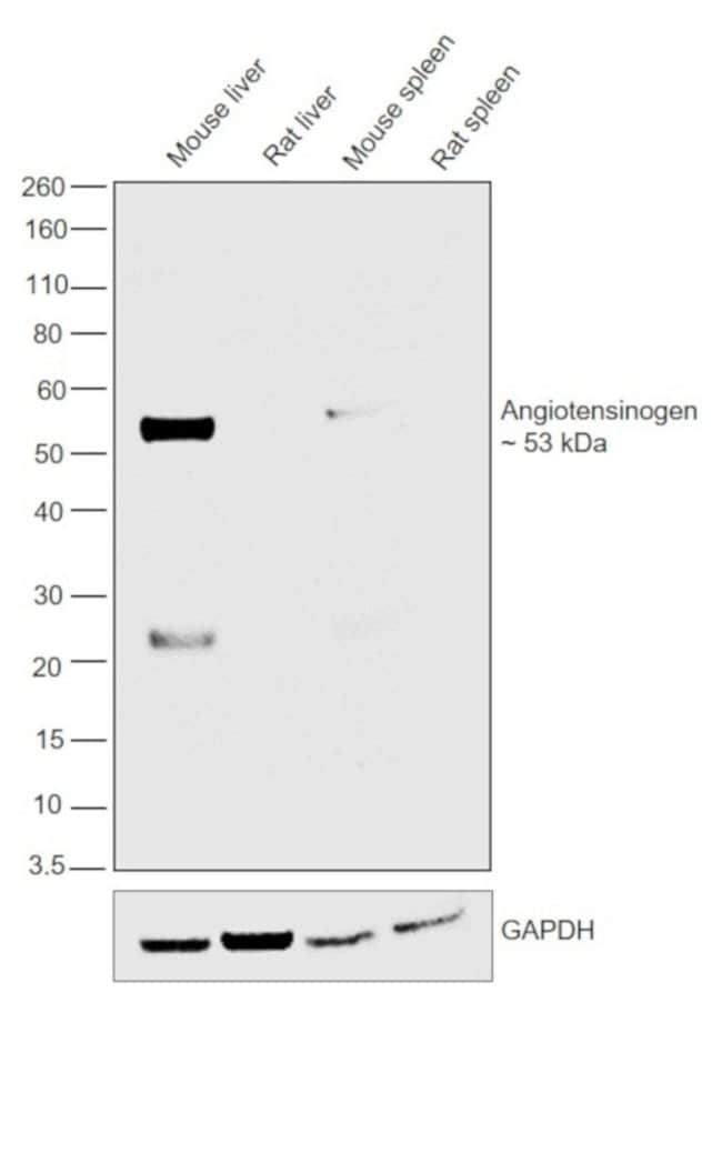 Thermo Fisher Scientific F(ab`)2-Rabbit anti-Rat IgG (H+L) Secondary Antibody, HRP