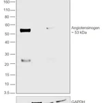 Thermo Fisher Scientific F(ab`)2-Rabbit anti-Rat IgG (H+L) Secondary Antibody, HRP