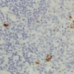 Thermo Fisher Scientific Rabbit anti-Human IgG3 Recombinant Secondary Antibody