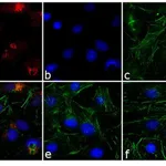 Thermo Fisher Scientific Goat anti-Rabbit IgG (H+L) Cross-Adsorbed Secondary Antibody, TRITC